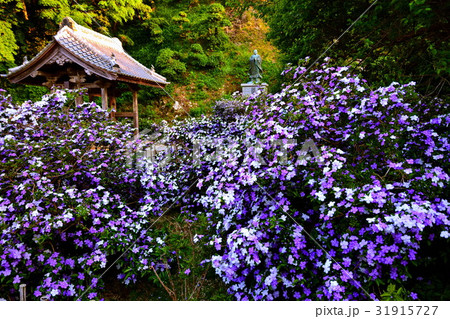 伊豆　了仙寺　山門 ＆ アメリカジャスミンの花　（ ジャスミン寺 ）　静岡県 下田市 七軒町 31915727