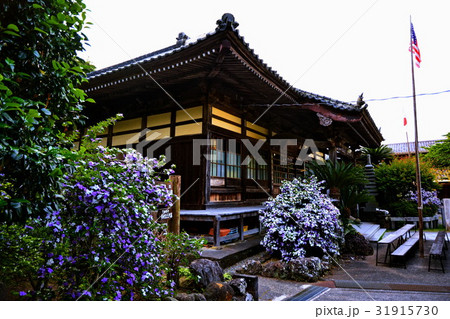 伊豆　了仙寺　本堂 ＆ アメリカジャスミンの花　（ ジャスミン寺 ）　静岡県 下田市 七軒町 31915730