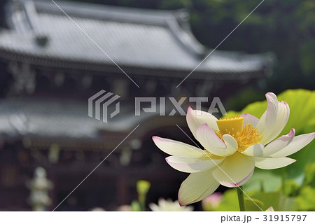 蓮越しの三室戸寺 蓮越しの三室戸寺 31915797