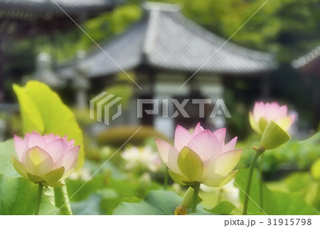 蓮越しのお寺の建物 蓮越しのお寺の建物 31915798
