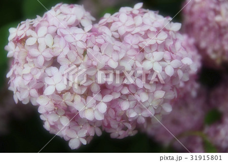 ハート形の可愛い紫陽花 31915801