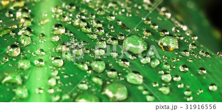 Close up fresh leaves Close up fresh leaves 31916556