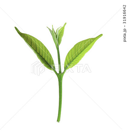 Fresh green small plant growth Fresh green small plant growth 31916642