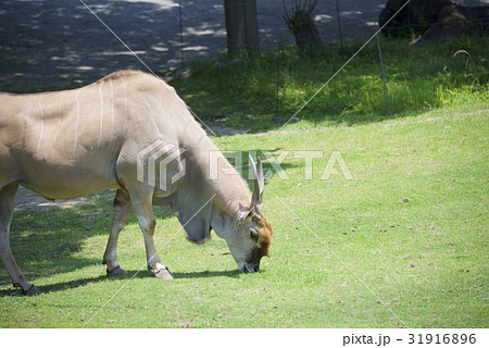 天王寺動物園のエランド 31916896
