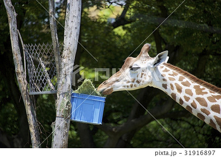 天王寺動物園のキリンの写真素材