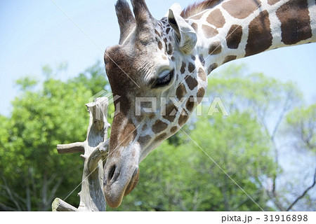 天王寺動物園のキリンの写真素材