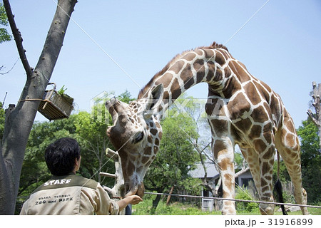 天王寺動物園のキリンの写真素材