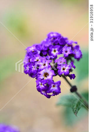 ヘリオトロープ 31916958