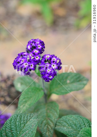 ヘリオトロープ 31916960