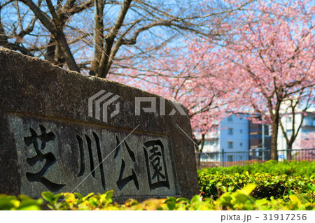 埼玉県川口市の芝川公園の春の風景 31917256