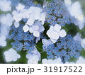ガクアジサイ 31917522