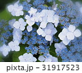 ガクアジサイ 31917523