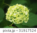 アジサイ 31917524