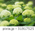 アジサイ 31917525