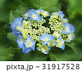 ガクアジサイ 31917528