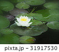 睡蓮 31917530
