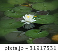 睡蓮 31917531