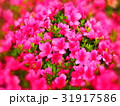 ツツジ 31917586