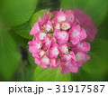 アジサイ 31917587