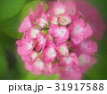 アジサイ 31917588