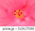 ハイビスカス 31917590