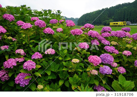 千葉県　いすみ鉄道　西大原駅付近 31918706