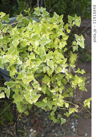 アイビー（ヘデラ） 31918848