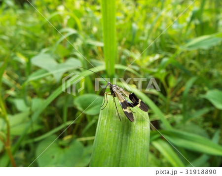 ヤマトシリアゲ 31918890