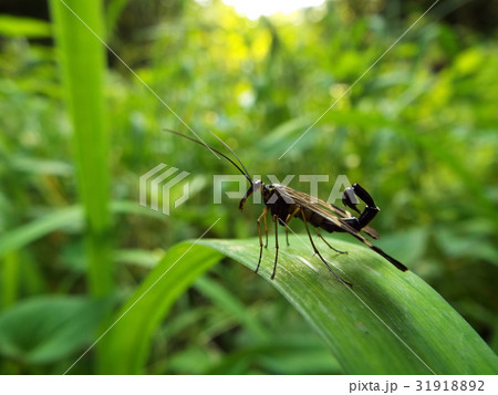ヤマトシリアゲ 31918892