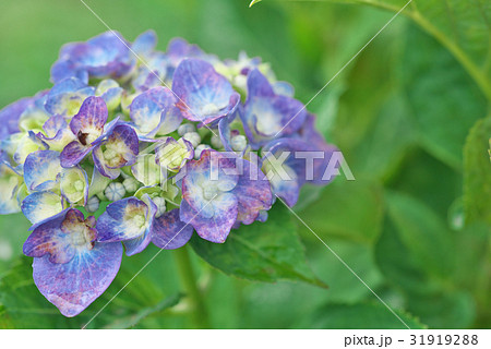アジサイ 31919288