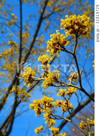 サンシュユ(ハルコガネバナ) 31919729