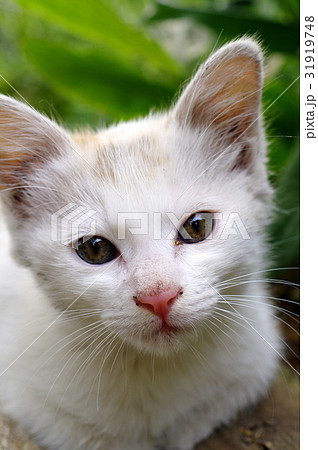 白い子猫のまなざし 庭先で見つめ合うの写真素材