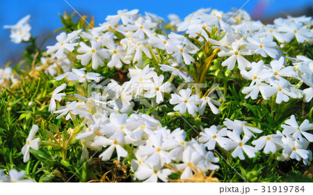 都市農業公園の白いシバザクラ 31919784
