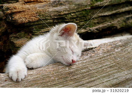 眠る白い子猫 廃材を枕に 斜め前から 眠る白い子猫 廃材を枕に 斜め前から 31920219