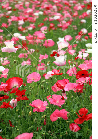 ひなげしの花畑 31920250