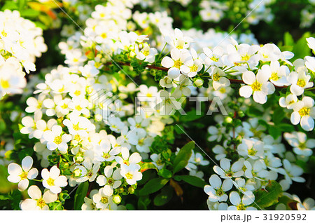 ユキヤナギの花 ユキヤナギの花 31920592
