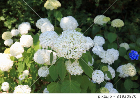 アジサイ　アナベルの花 31920870
