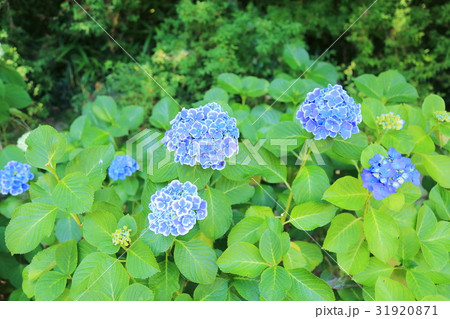 アジサイの花 アジサイの花 31920871