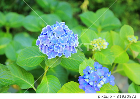 アジサイの花 アジサイの花 31920872