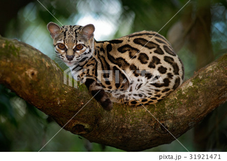 Margay, Leopardis wiedii, beautiful cat 31921471