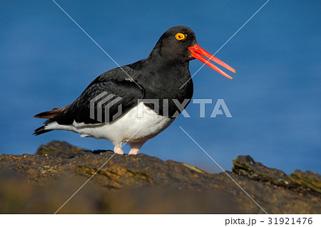 Black and white bird with red bill 31921476