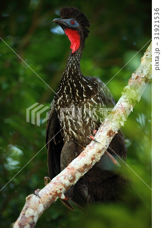 Crested Guan, Penelope purpurascens, Tikal Crested Guan, Penelope purpurascens, Tikal 31921536