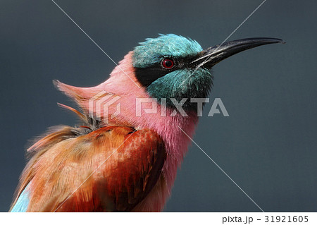 Portrait of pink Northern Carmine Bee-eater 31921605