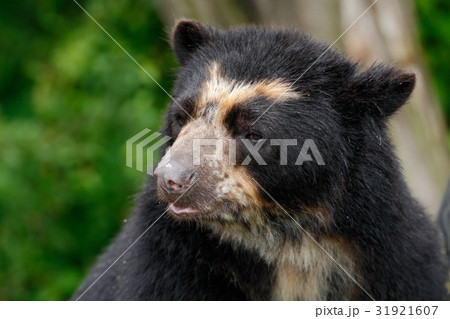 Portrait of Malayan Sun Bear 31921607