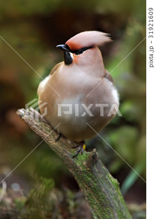 Nice bird Waxwing, Bombycilla garrulus 31921609