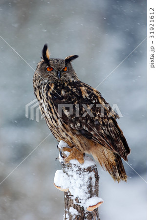 Big Eurasian Eagle Owl with snowy stump 31921612
