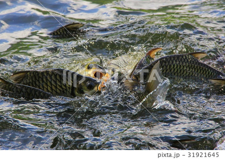 Tilapia Fish scramble to eat food Tilapia Fish scramble to eat food 31921645