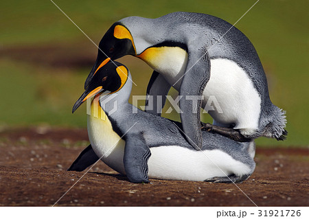 Mating king penguins with green background 31921726