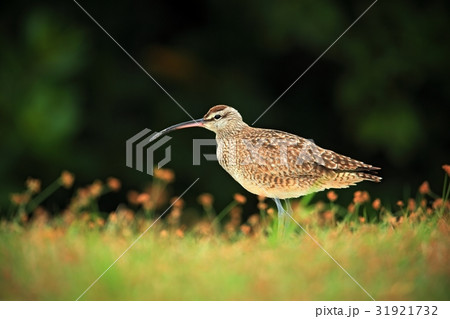 Nice bird Whimbrel, Numenius phaeopus Nice bird Whimbrel, Numenius phaeopus 31921732