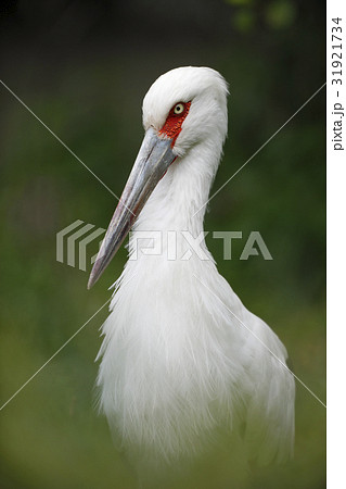 White bird, Maguari Stork, Ciconia maguari 31921734